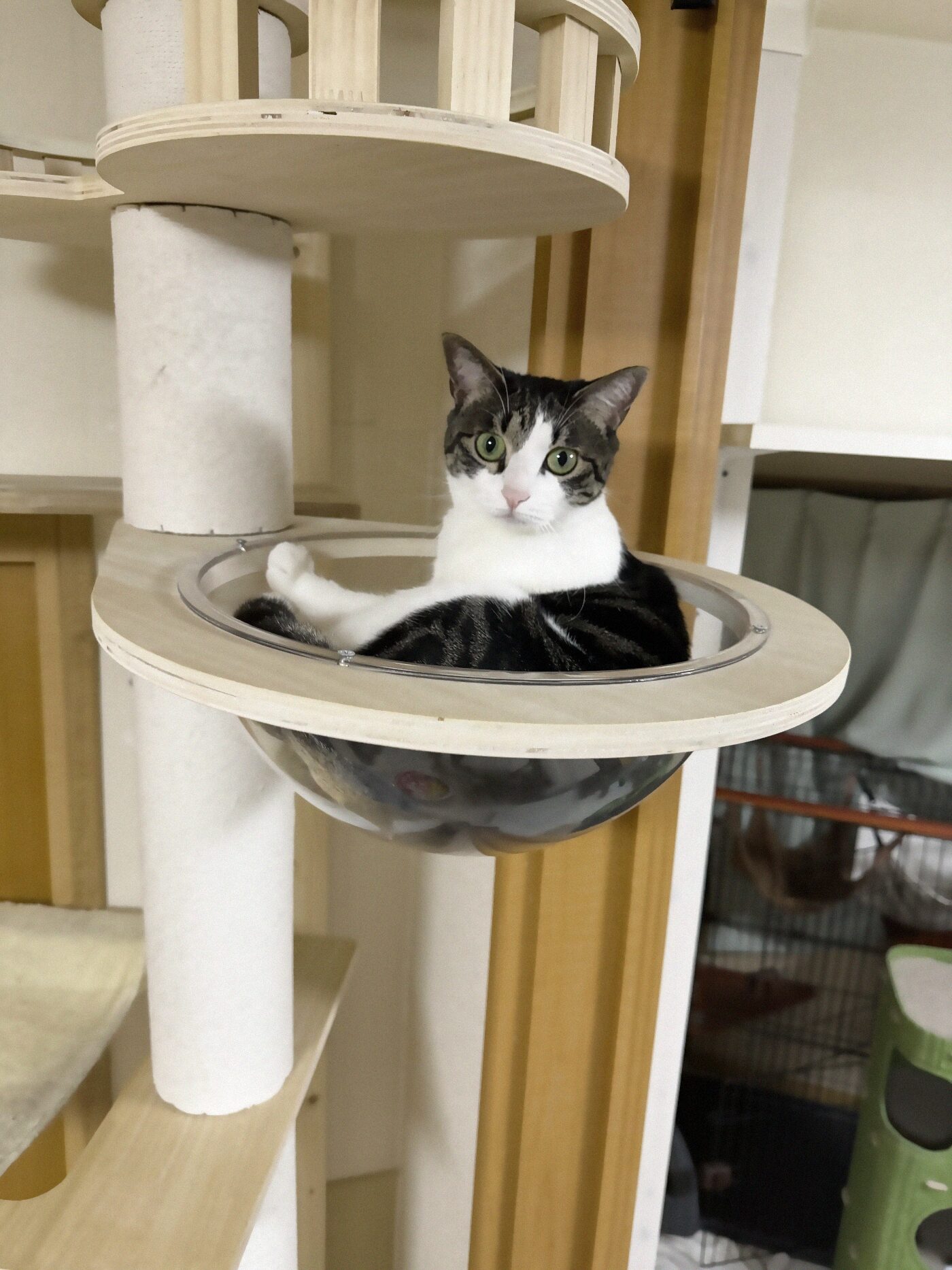 お腹を出してリラックスする猫